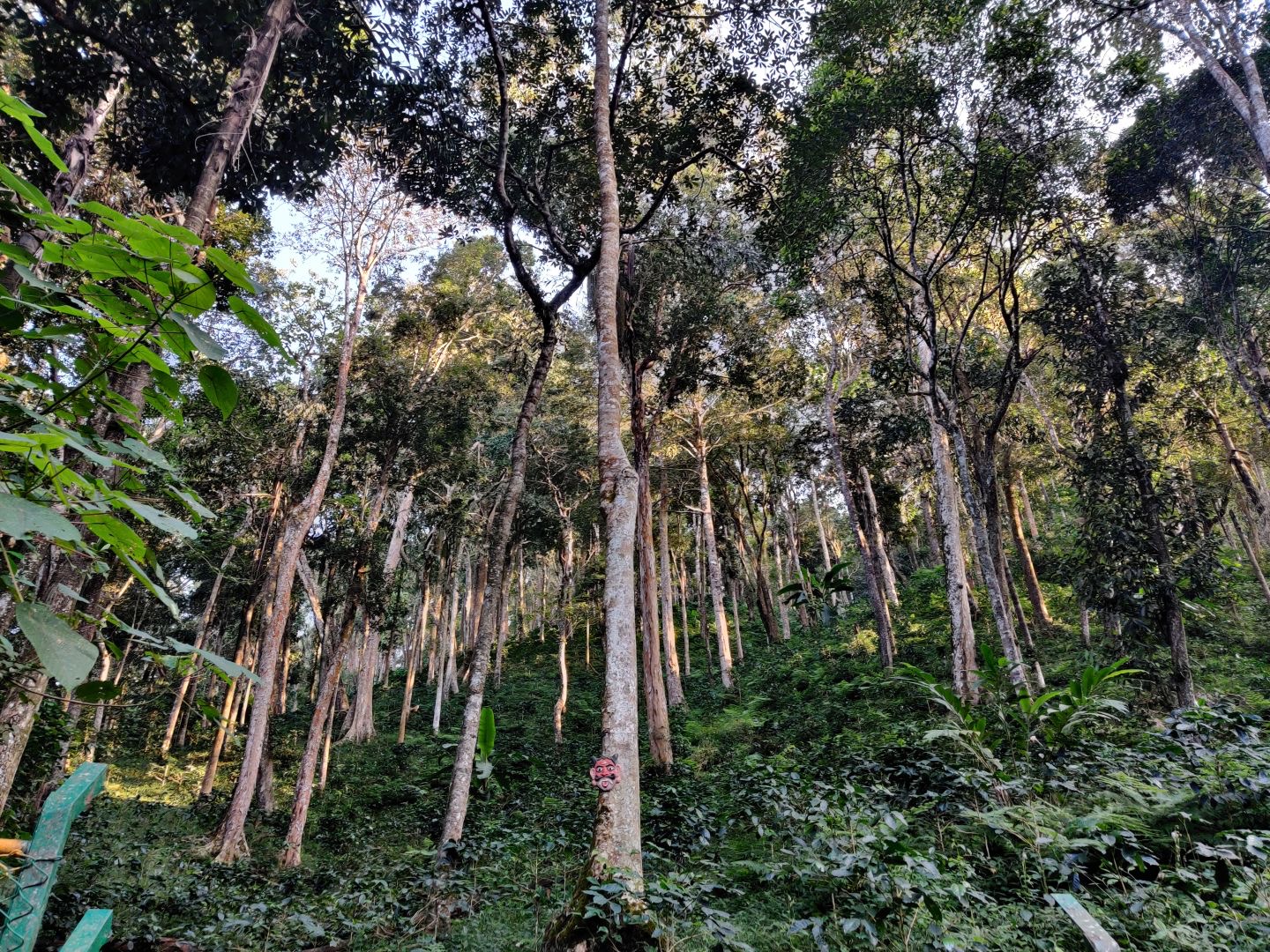 The Story Of Coffee & its Love Affair With India